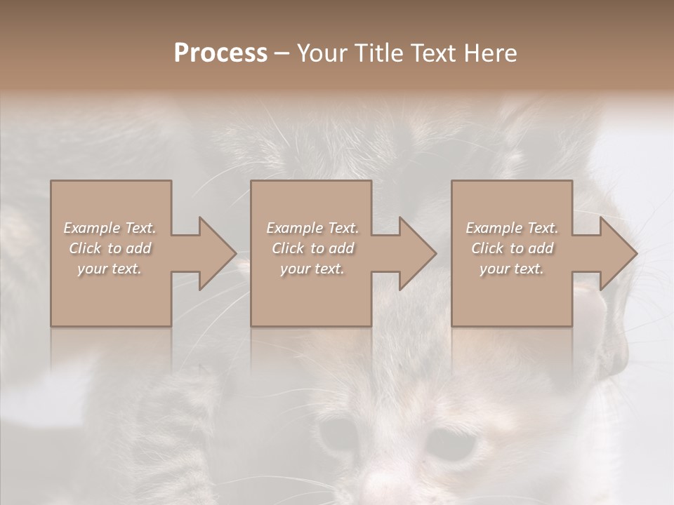 Cat Isolated Sit PowerPoint Template