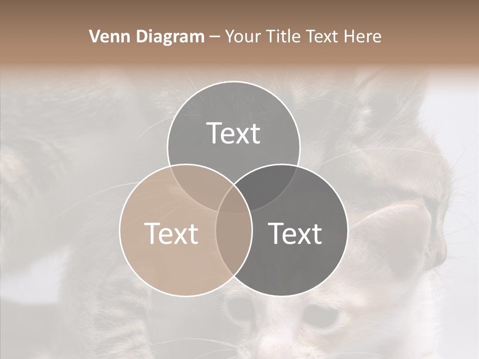 Cat Isolated Sit PowerPoint Template