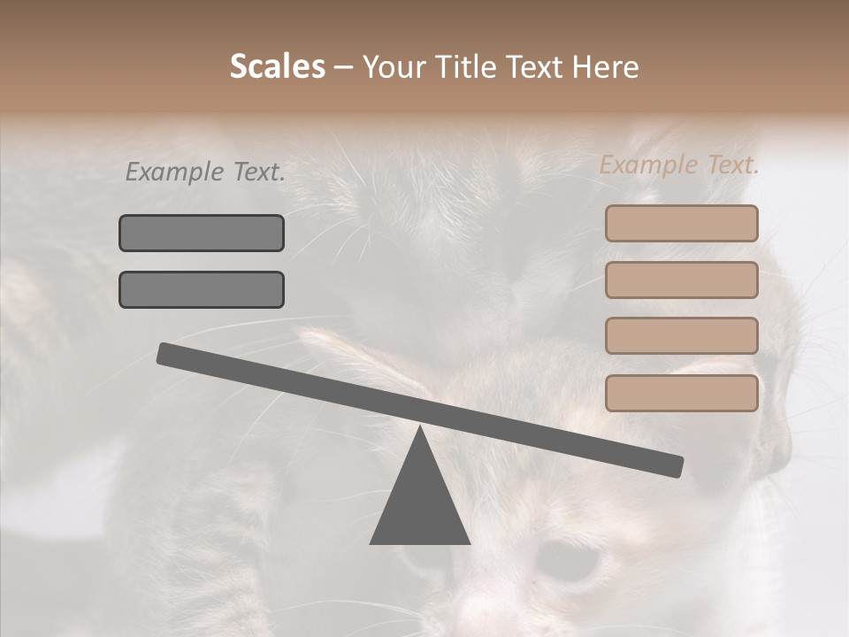 Cat Isolated Sit PowerPoint Template