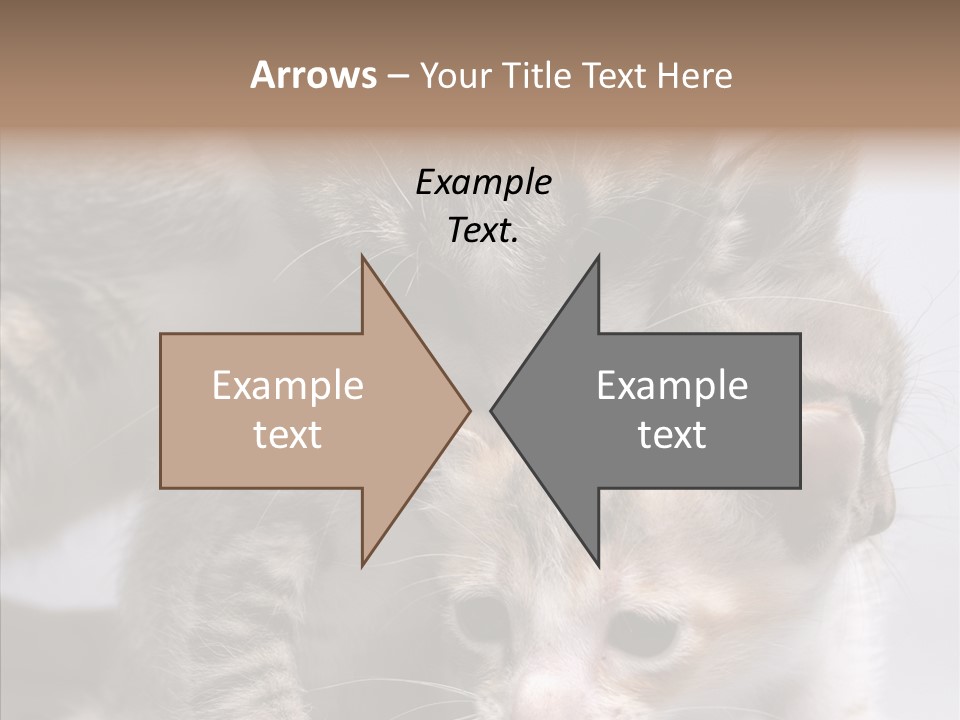 Cat Isolated Sit PowerPoint Template