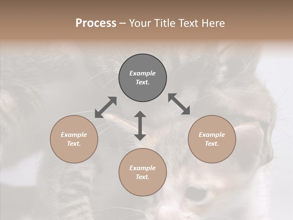 Cat Isolated Sit PowerPoint Template