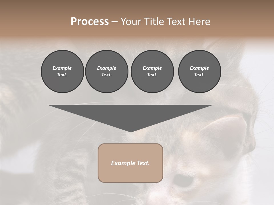 Cat Isolated Sit PowerPoint Template