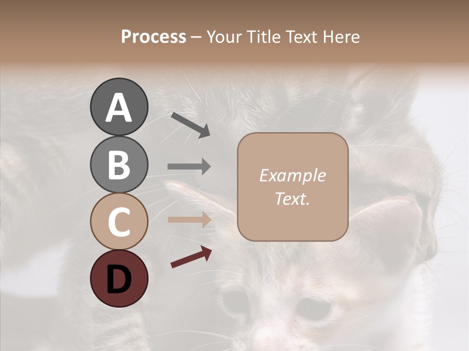 Cat Isolated Sit PowerPoint Template