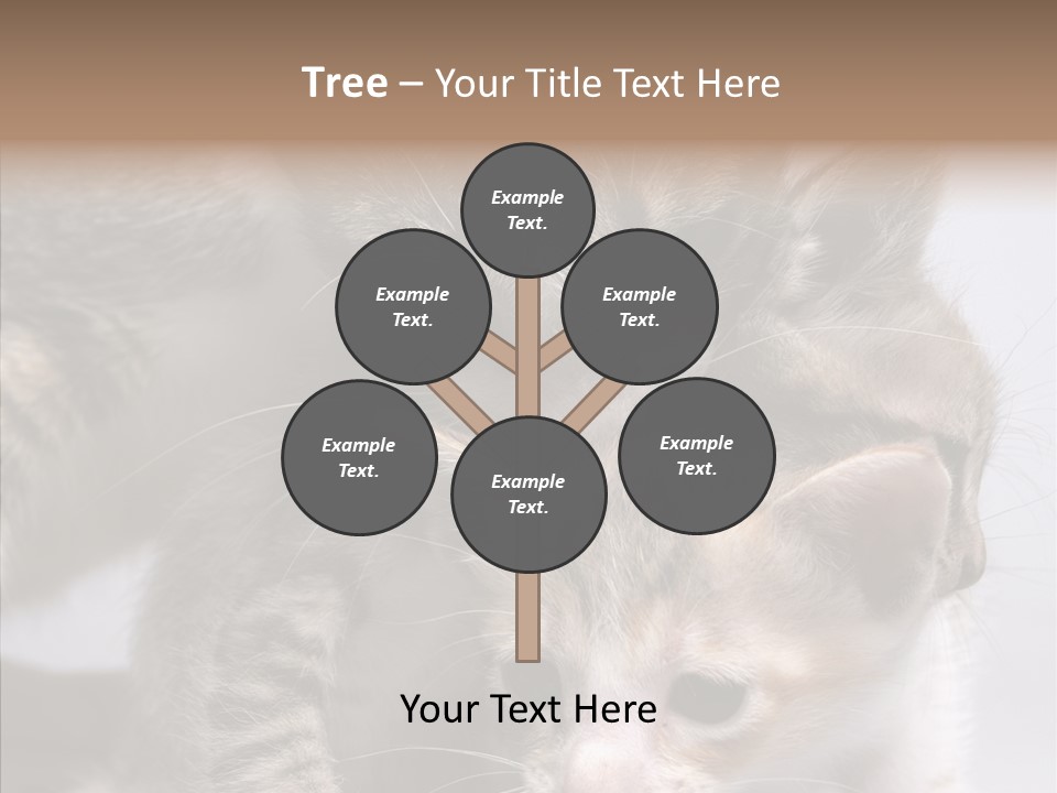 Cat Isolated Sit PowerPoint Template