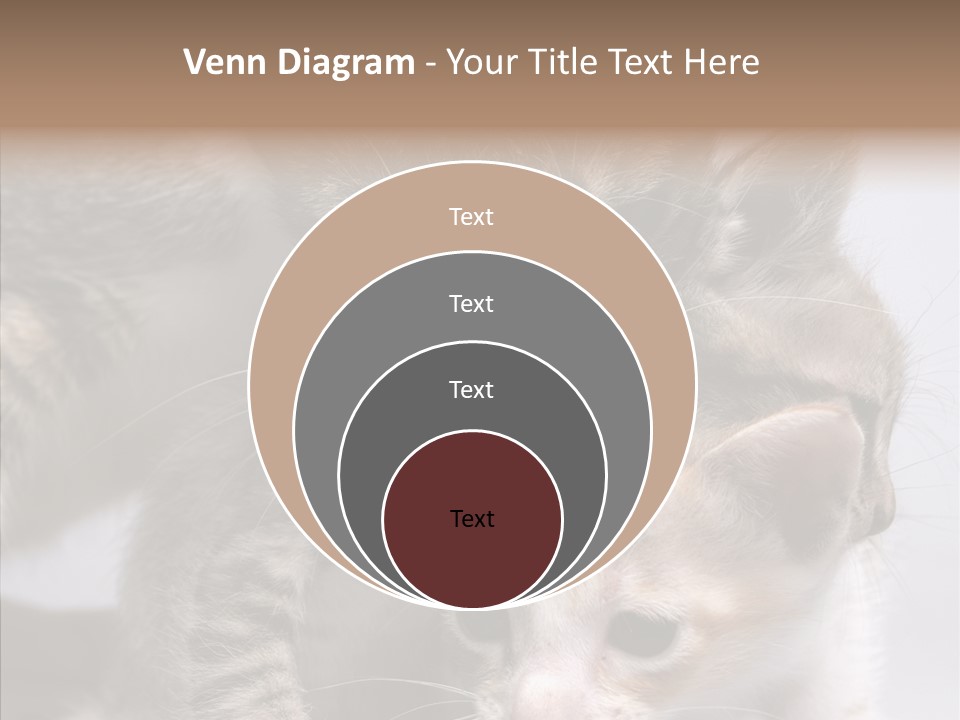 Cat Isolated Sit PowerPoint Template