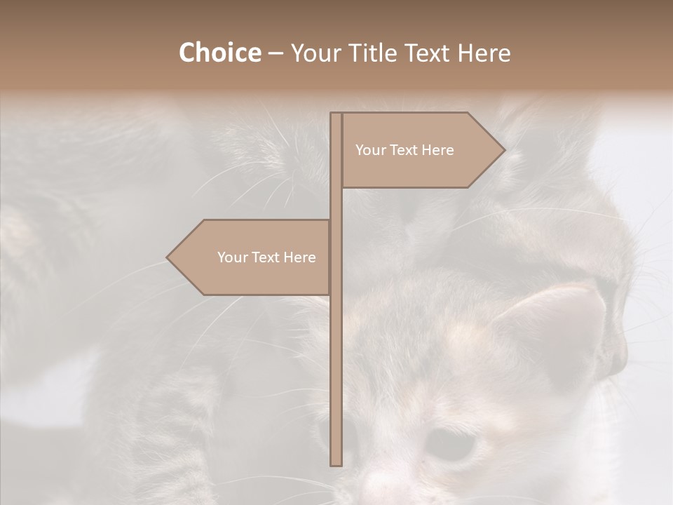 Cat Isolated Sit PowerPoint Template