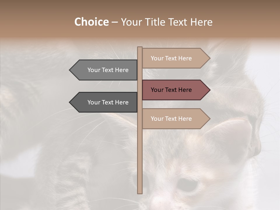 Cat Isolated Sit PowerPoint Template