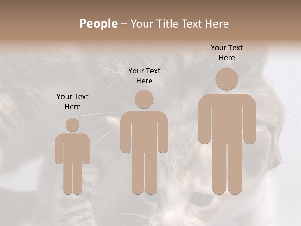 Cat Isolated Sit PowerPoint Template