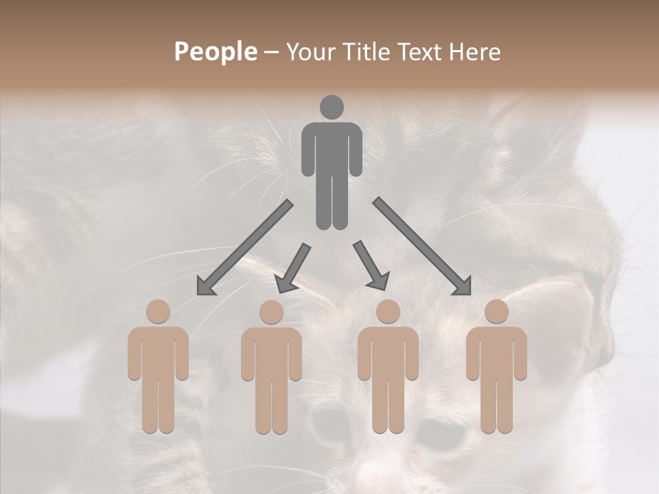 Cat Isolated Sit PowerPoint Template