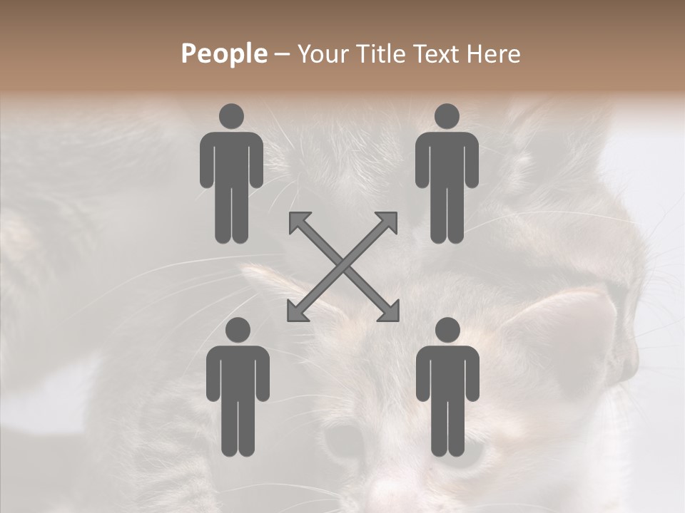 Cat Isolated Sit PowerPoint Template