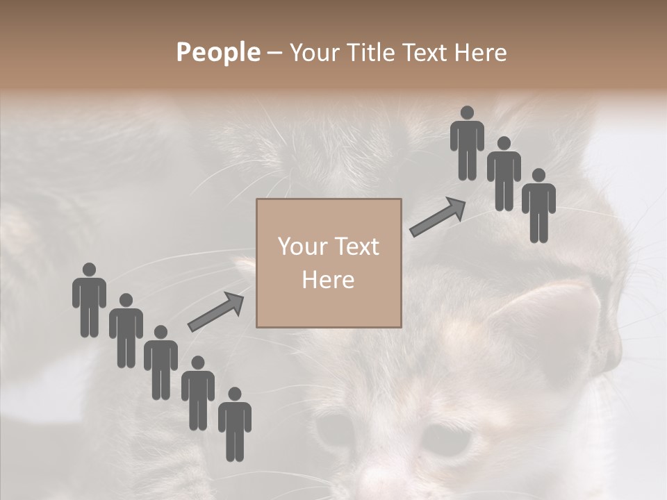 Cat Isolated Sit PowerPoint Template