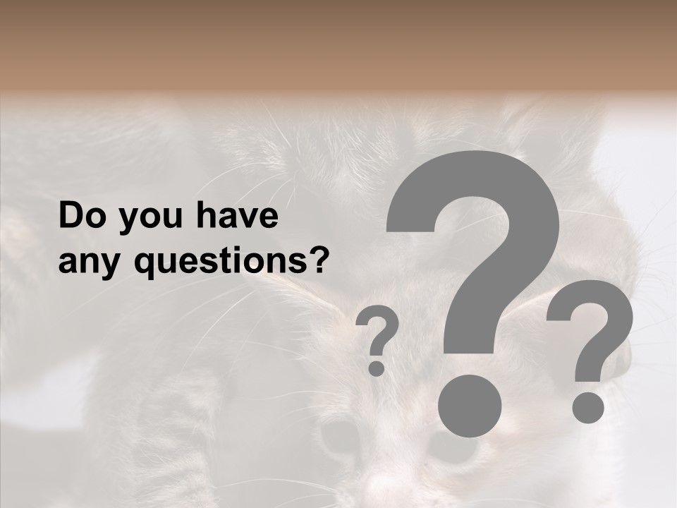 Cat Isolated Sit PowerPoint Template