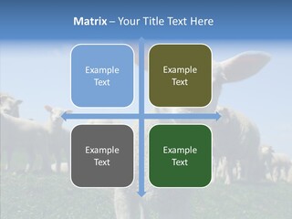 Farming Farm Roast PowerPoint Template