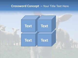 Farming Farm Roast PowerPoint Template
