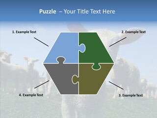 Farming Farm Roast PowerPoint Template