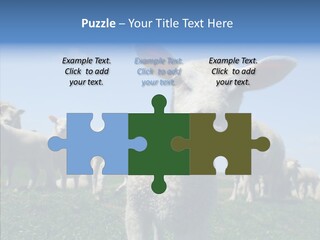 Farming Farm Roast PowerPoint Template