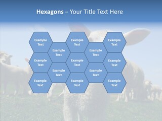 Farming Farm Roast PowerPoint Template