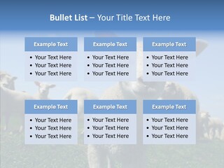 Farming Farm Roast PowerPoint Template