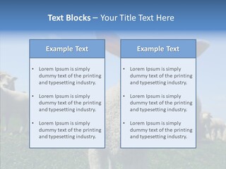 Farming Farm Roast PowerPoint Template