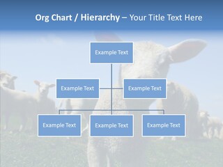 Farming Farm Roast PowerPoint Template