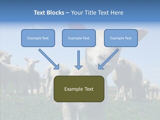Farming Farm Roast PowerPoint Template