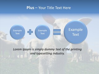 Farming Farm Roast PowerPoint Template