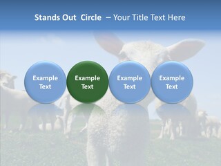 Farming Farm Roast PowerPoint Template