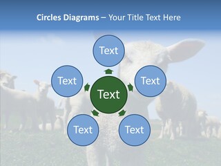 Farming Farm Roast PowerPoint Template