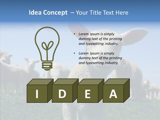 Farming Farm Roast PowerPoint Template