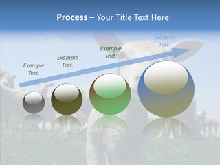 Farming Farm Roast PowerPoint Template