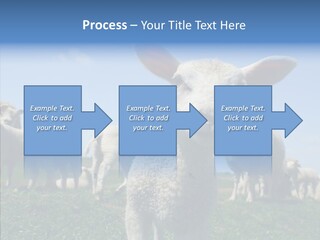 Farming Farm Roast PowerPoint Template