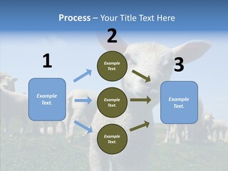 Farming Farm Roast PowerPoint Template