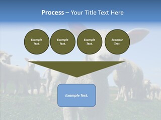 Farming Farm Roast PowerPoint Template