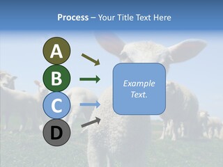 Farming Farm Roast PowerPoint Template