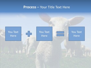 Farming Farm Roast PowerPoint Template