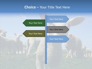 Farming Farm Roast PowerPoint Template