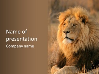 Stare Roar Africa PowerPoint Template