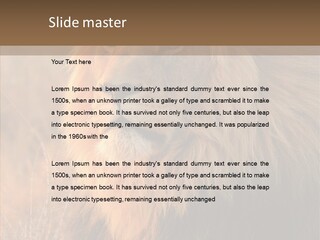 Stare Roar Africa PowerPoint Template