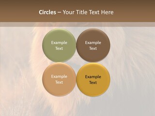 Stare Roar Africa PowerPoint Template