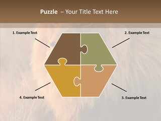 Stare Roar Africa PowerPoint Template