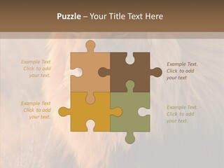 Stare Roar Africa PowerPoint Template