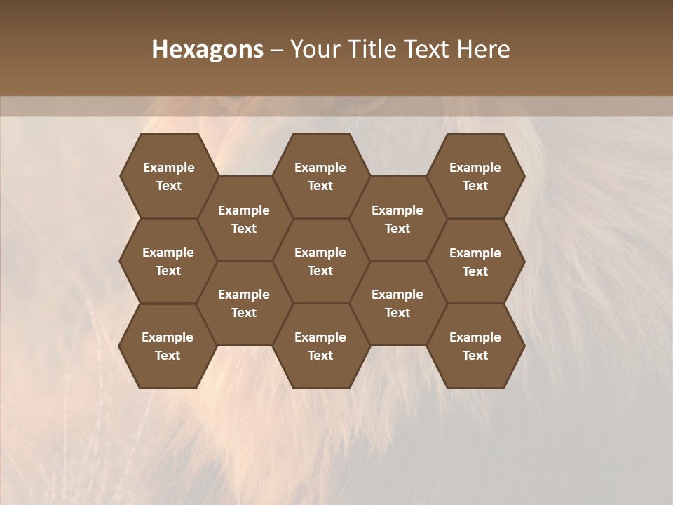 Stare Roar Africa PowerPoint Template