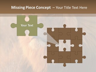 Stare Roar Africa PowerPoint Template
