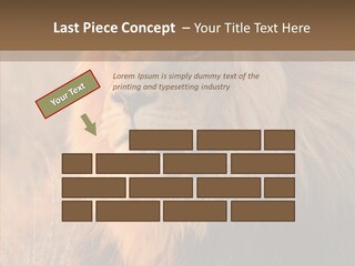 Stare Roar Africa PowerPoint Template