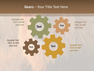 Stare Roar Africa PowerPoint Template