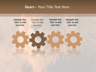 Stare Roar Africa PowerPoint Template