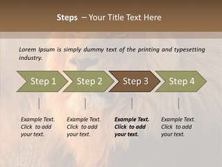 Stare Roar Africa PowerPoint Template