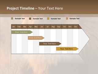 Stare Roar Africa PowerPoint Template
