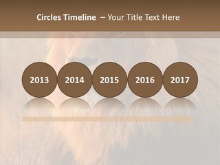 Stare Roar Africa PowerPoint Template