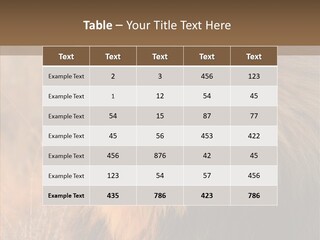 Stare Roar Africa PowerPoint Template